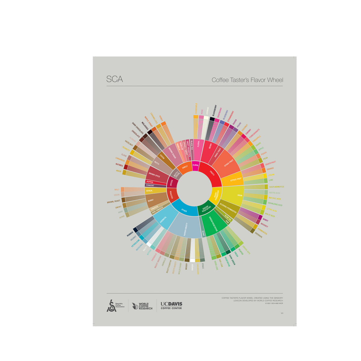 Engelska -The Coffee Taster's Flavour Wheel Poster -SCA