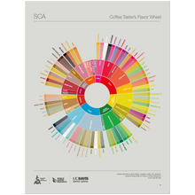 Engelska -The Coffee Taster's Flavour Wheel Poster -SCA