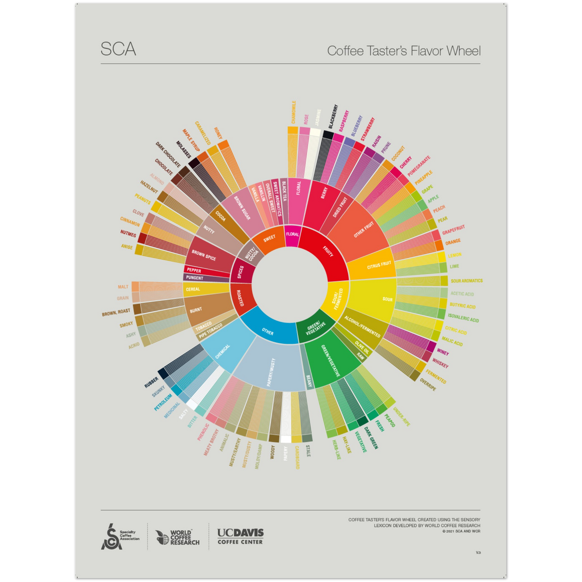 Engelska -The Coffee Taster's Flavour Wheel Poster -SCA